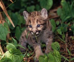 Mountain Lion