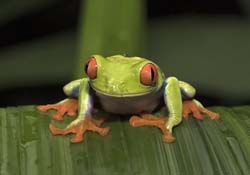 Red-eyed Tree Frog