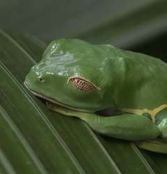 Red-eyed Tree Frog