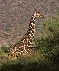 Reticulated Giraffe