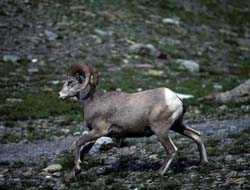 Rocky Mountain Bighorn Sheep