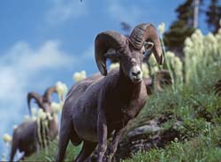 Rocky Mountain Bighorn Sheep