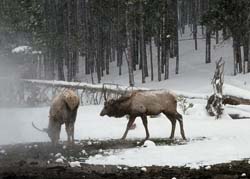 Rocky Mountain Elk