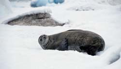 South American Sea Lion