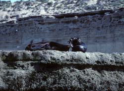 South American Sea Lion