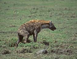 Spotted Hyena