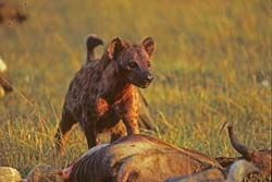 Spotted Hyena