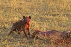 Spotted Hyena