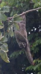 Three-toed Sloth