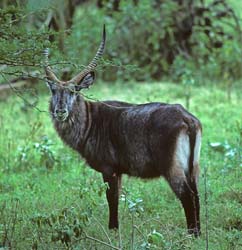 Waterbuck